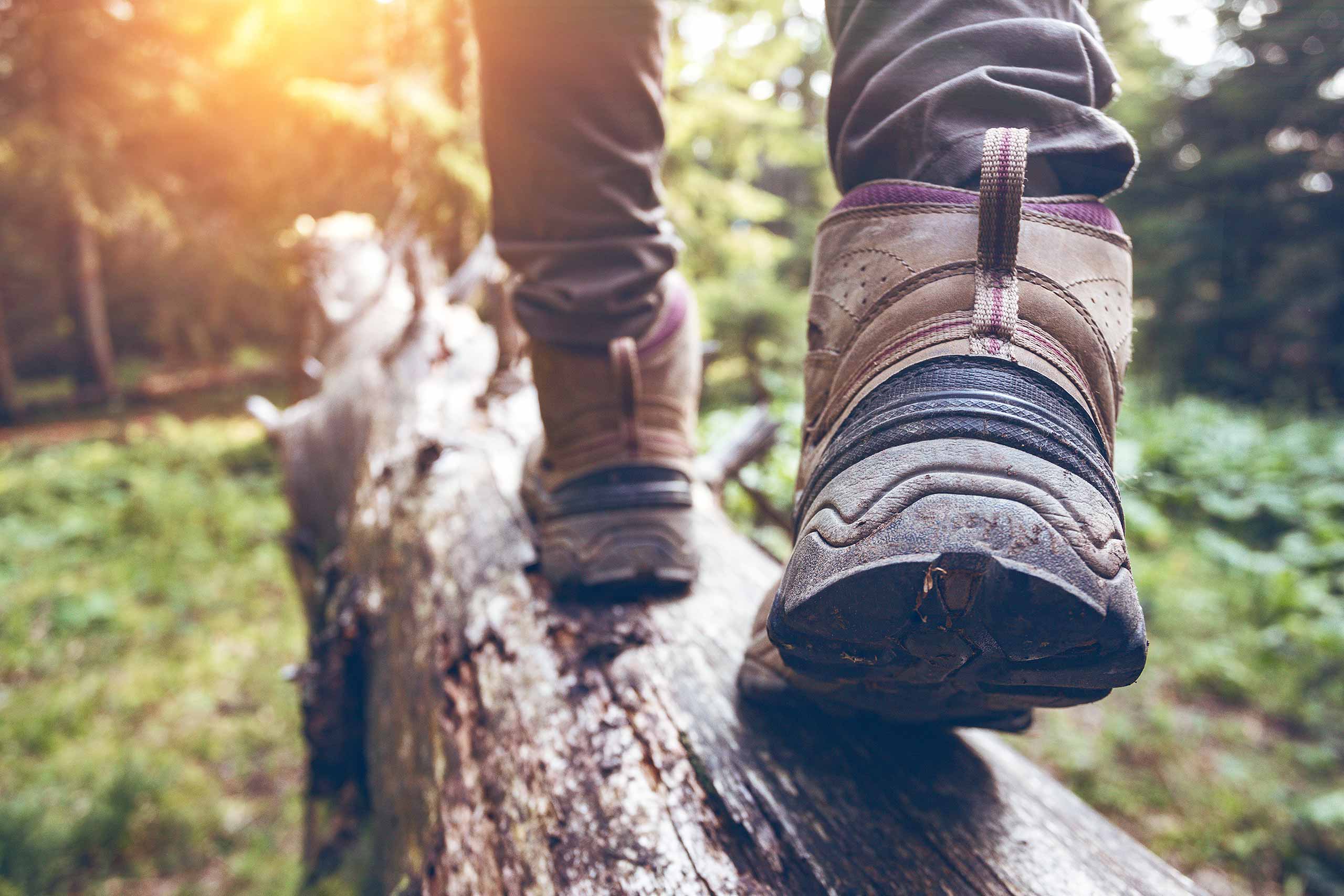 Die Waldlandschaft mit der Hohen Mark