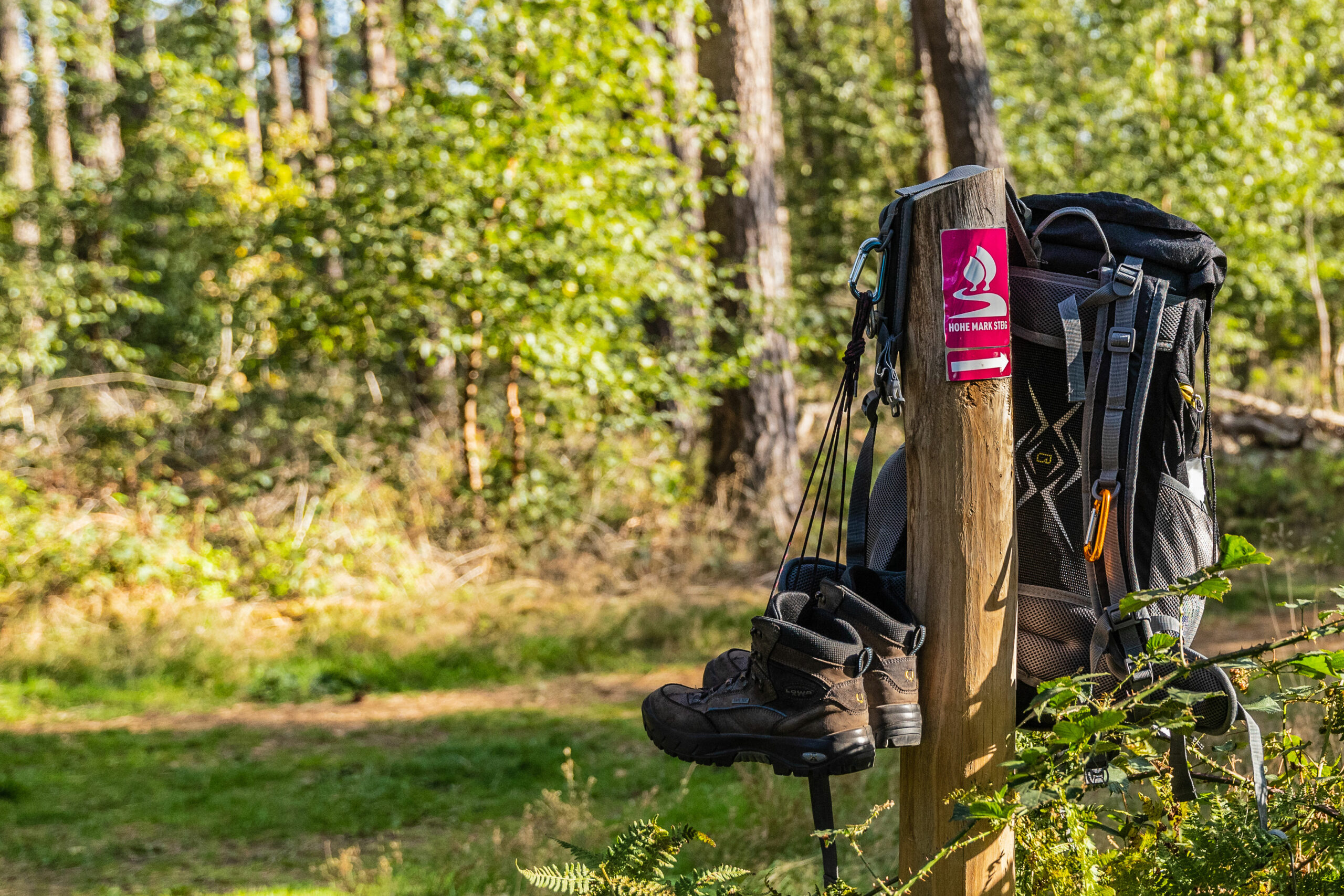 Die Waldlandschaft mit der Hohen Mark