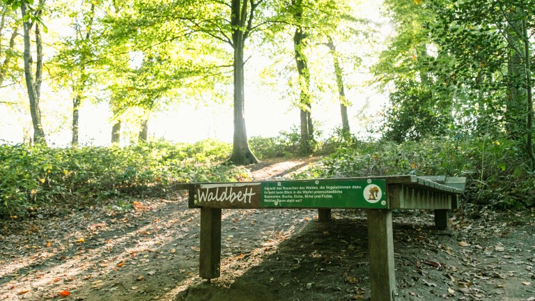 Landstreifer Reken_Walderlebnisweg_Forest bed Melchenberg_©René Roeterink_06_0772