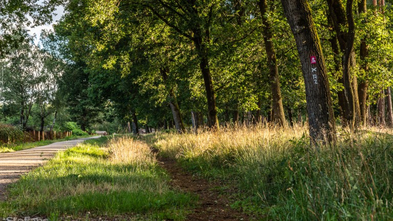 Altschermbeck_Üfter Mark_Weg_HMSE3_2020_Stefan Broeker IMG_7450