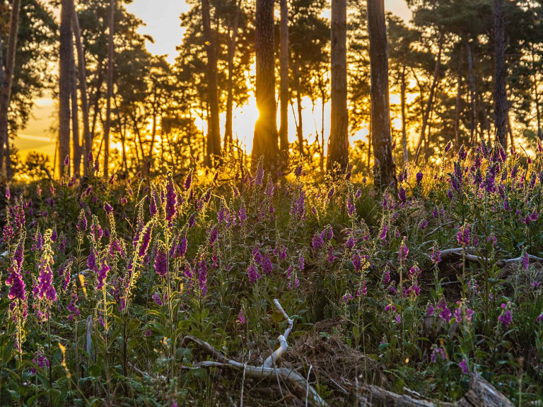 naturpark_hohemark_02