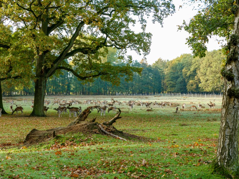 Wanderer Dülmen_Wildpark Dülmen_©René Roeterink_01_0908