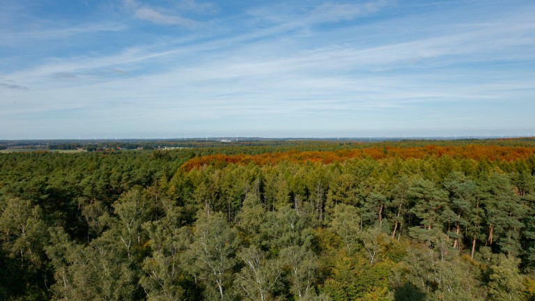Landstreifer Wild-Wald-Weitsicht Aussicht vom Feuerwachturm Galgenberg
