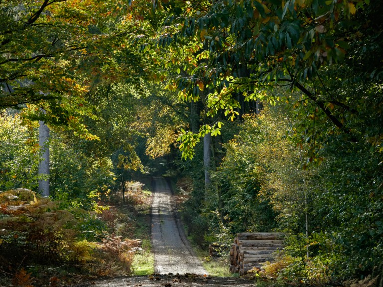 Wanderer Wild-Forest-Foresight hiking trail in the Hohe Mark