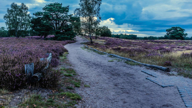 hohe_mark_steig_etappe05_westruper-heide-03