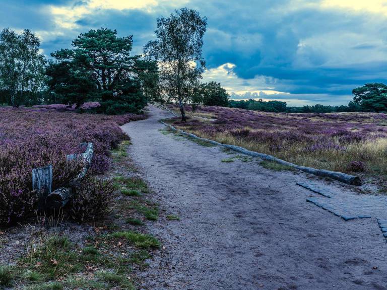 hohe_mark_steig_etappe05_westruper-heide-03