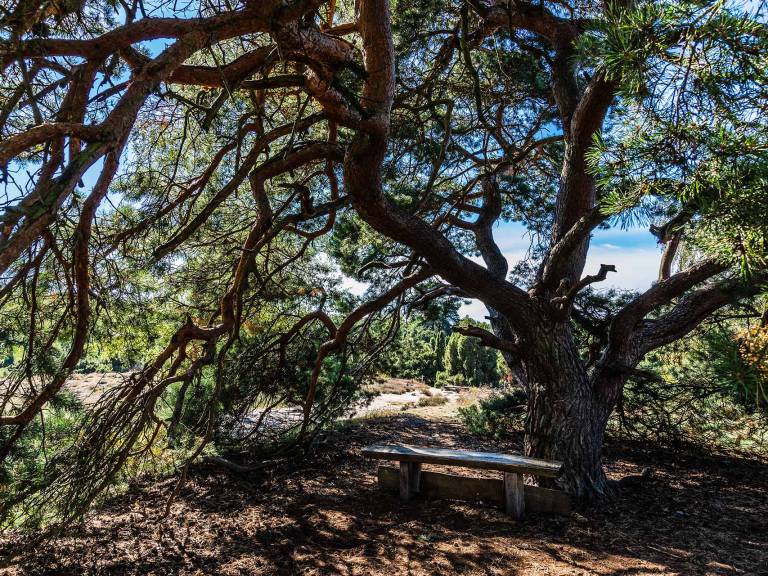 high_mark_steig_etappe05_westruper-heide-02