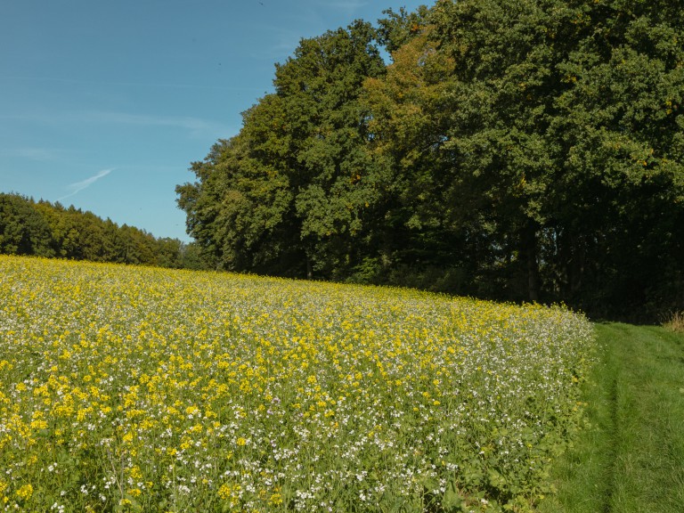 Wanderer Haltern_Hohe Mark_©René Roeterink_11_0722