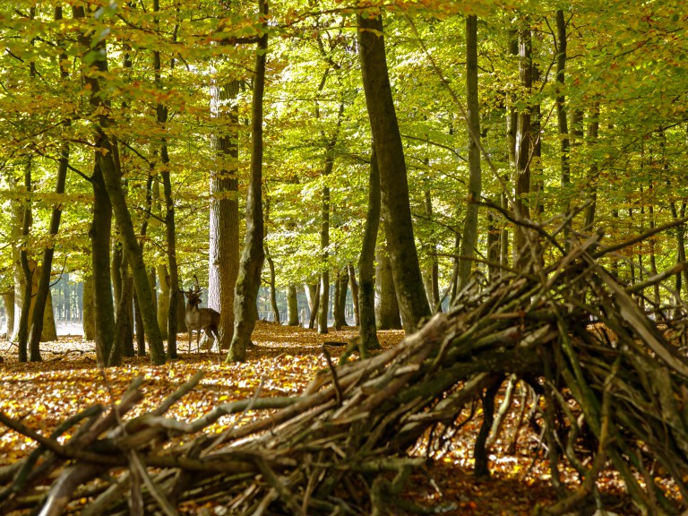 Landstreifer The Duke's English Parks-Wildpark Dülmen