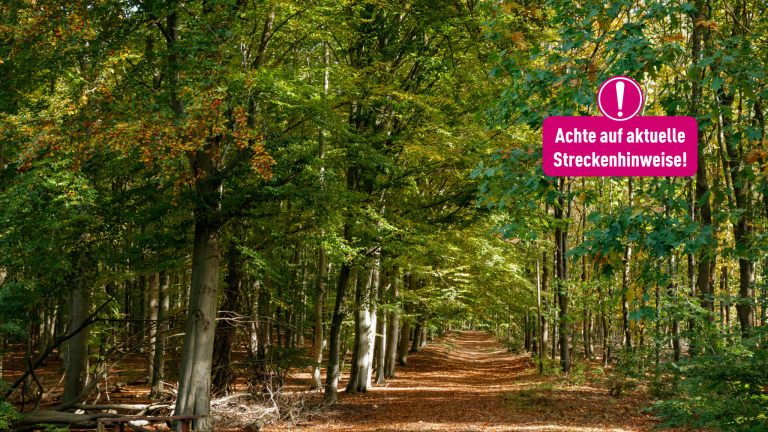 LandStreifer Wild Wald Weitsicht